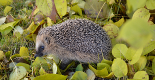 Hérisson, animal indispensable du jardin, ami du jardinier